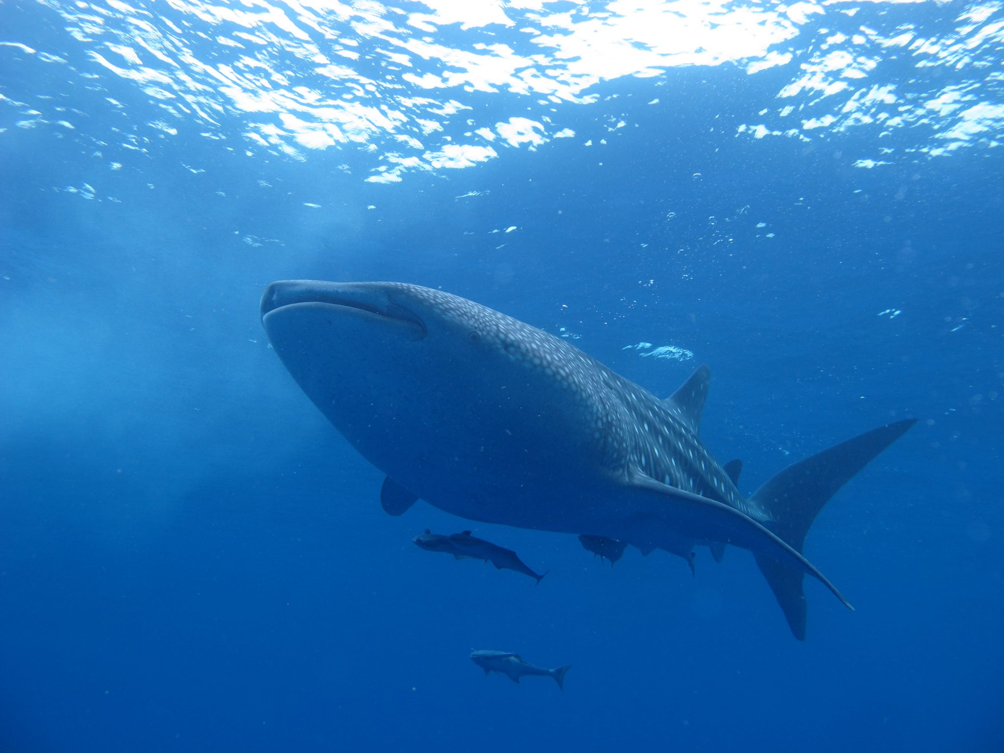 Whale Shark Near Utila, Honduras