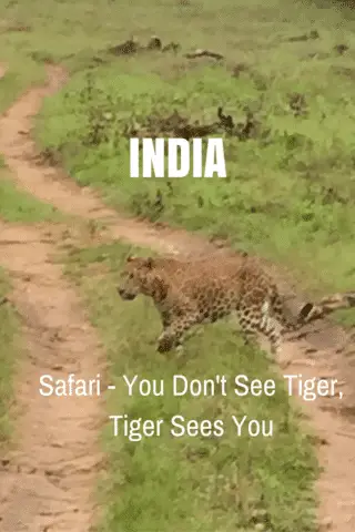 India Safari, You Don't See Tiger, Tiger Sees You, Leopard crossing a track