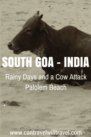 Rainy days and a cow attack - palolem beach, south goa. India. Beach cows