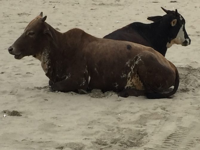 Palolem beach south goa, beach cows