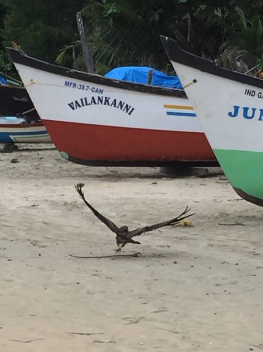 Palolem beach, south goa. Fishing boats and sea eagle 