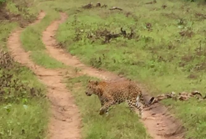 Leopard Nagarhole National Park