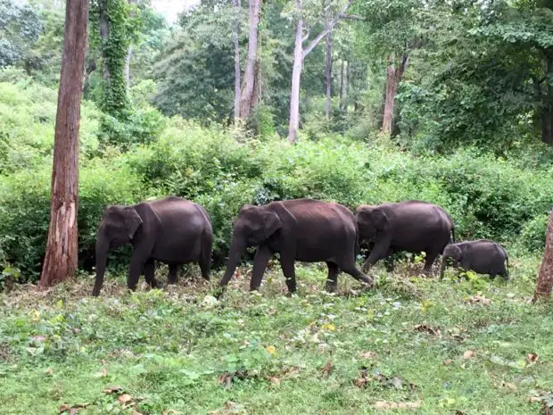 Family of Indian elephants Nagarahole National Park, India