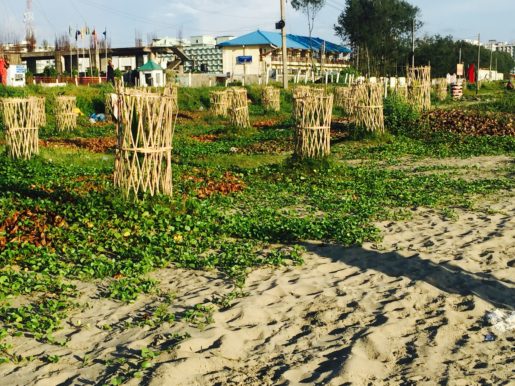 Young coconut trees Cox's Bazar Bangladesh