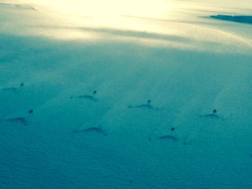 Aerial view of fishing boats Cox's Bazar Bangladesh