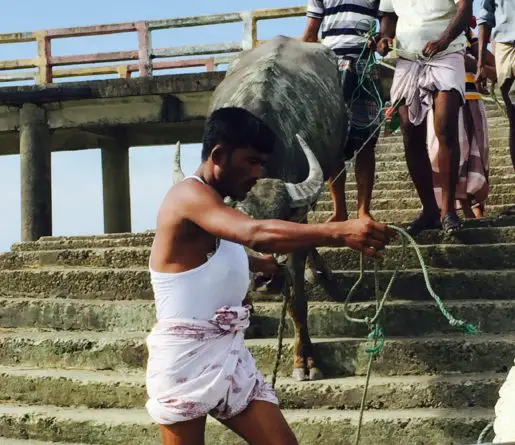 Bull being led onto fishing trawler to Saint Martins Island Bangladesh