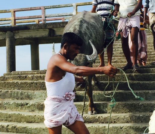 Bull being led onto fishing trawler to Saint Martins Island Bangladesh