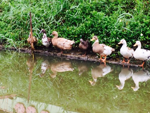 Duck reflections on a small Kerala canal