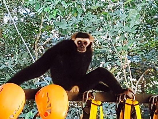 Angkor Zipline Siem Reap Gibbon