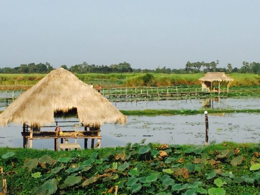 Lotus fields Siem Reap Cambodia