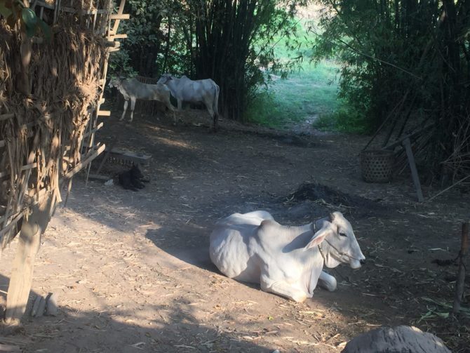 kampong Cham, Cambodia, Koh Paen Island, Cows and Dog