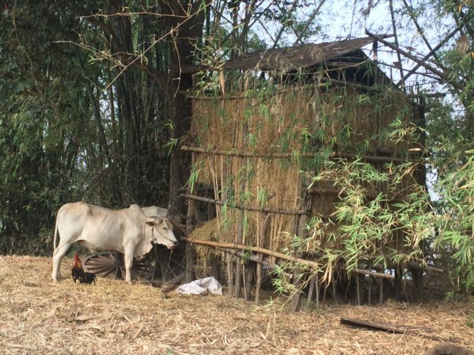 Cow and Cockerel, near a haystack on Koh Trong Island, Kratie, Cambodia