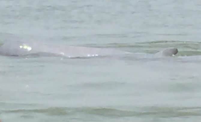 Irrawaddy River Dolphins in Kampi, near Kratie, Cambodia