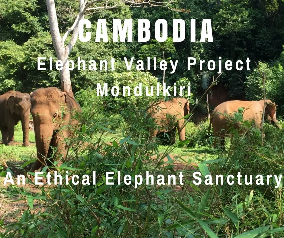 Elephants at Elephant Valley Project - Mondulkiri, Cambodia