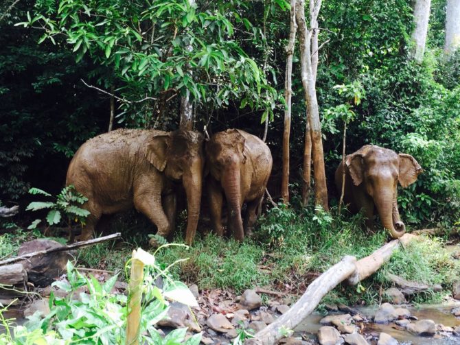 Elephants at Elephant Valley Project in Mondulkiri in Cambodia