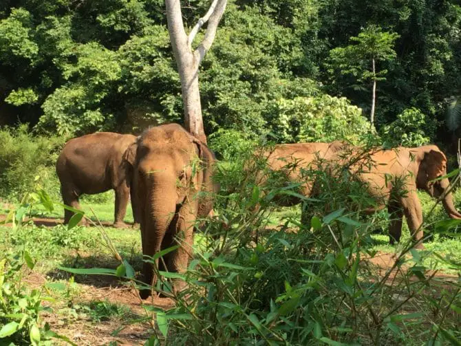 The Heaven Girls, Four Female Elephants - Elephant Valley Project in Mondulkiri, Cambodia