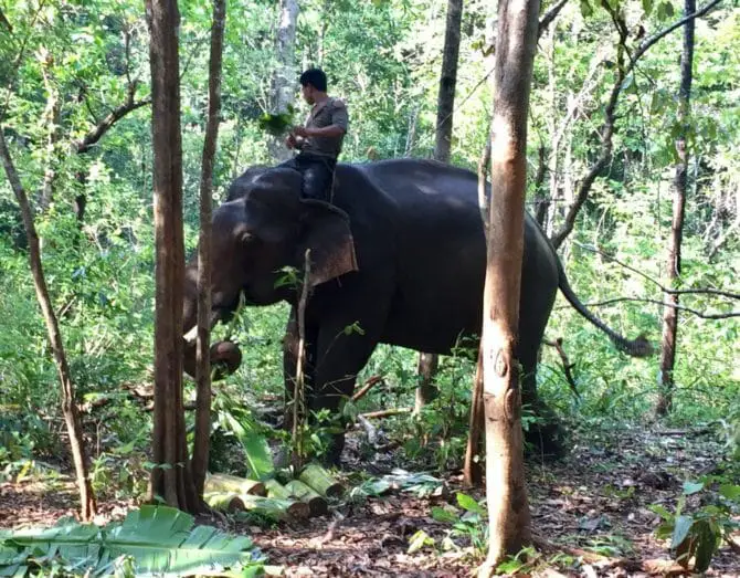 Hen the bull elephant eating banana trees at Elephant Valley Project in Mondulkiri, Cambodia