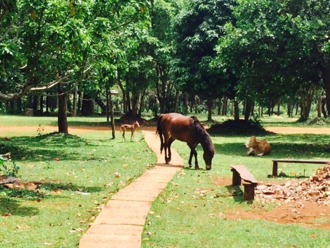 Horse and cows at Nature Lodge in Mondulkiri, Cambodia