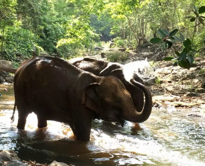 The Terrible Two, female elephants bathing - Elephant Valley Project, Mondulkiri