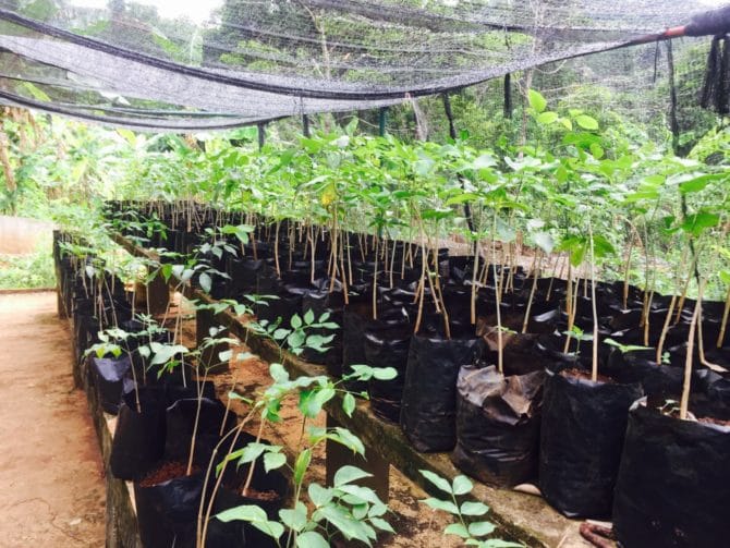 Saplings in tree nursery at Elephant Valley Project in Mondulkiri, Cambodia