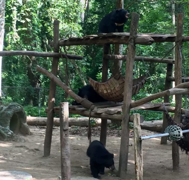 Asiatic Black Bears at the Bear Rescue Centre near Luang Prabang in Laos Asiatic Black Bears at the Bear Rescue Centre near Luang Prabang in Laos