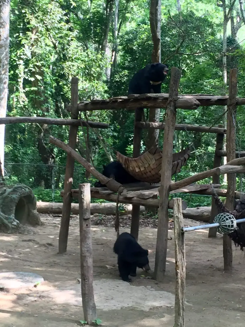 Asiatic Black Bears at the Bear Rescue Centre near Luang Prabang in Laos