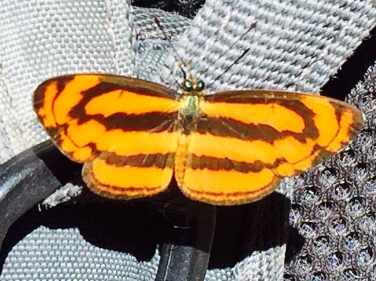 Colourful orange and brown butterfly in Nam Ha National Protected Area, Laos