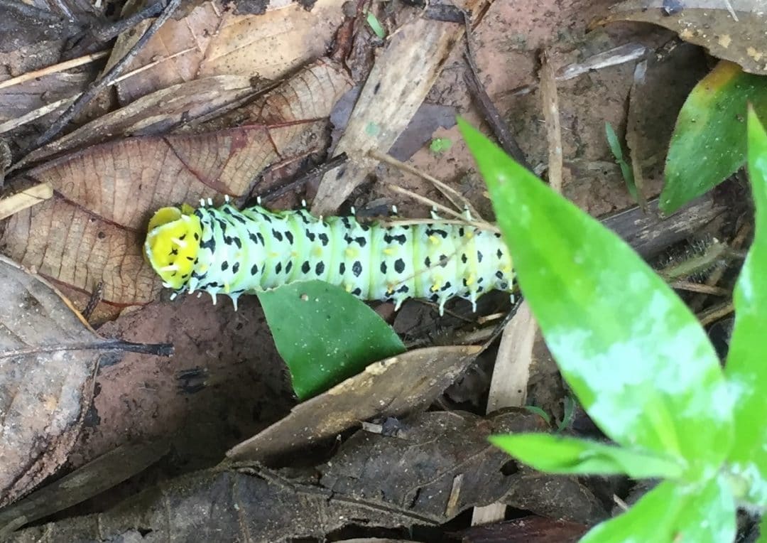 Colourful caterpillar in Nam Ha National Protected Areaa, Laos