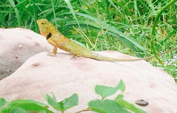 Lizard basking on hot rocks at Peung Tanon Standing Stones, Cambodia