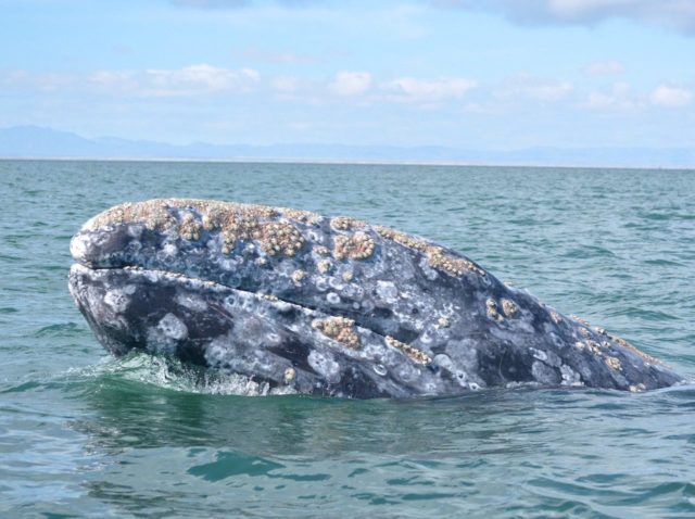 Gray Whale Watching in Ojo de Liebre in Baja, Mexico