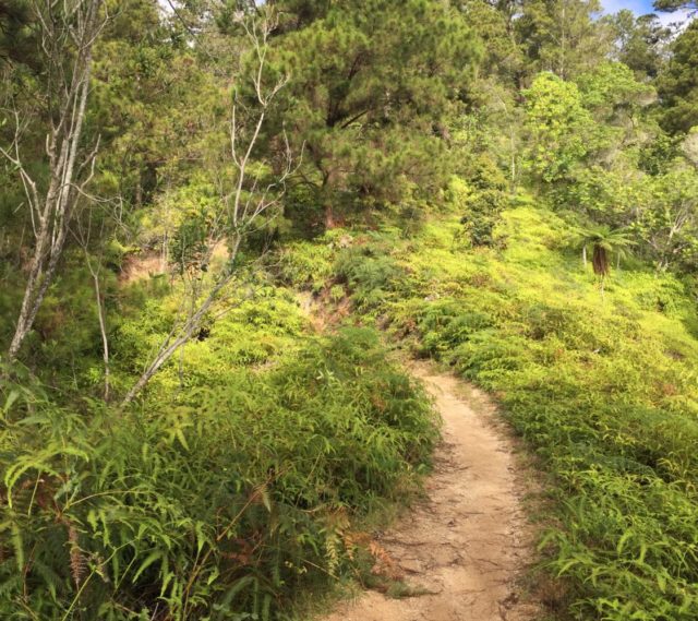 Pico Duarte Hike in the Dominican Republic