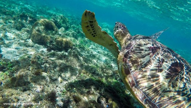 Sea turtle in the sea at Apo Island - ecotourism