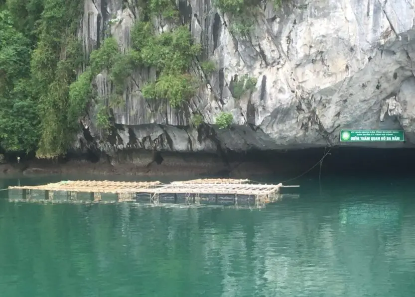 Floating Mussel Farm made of bamboo floating on a pontoon in Ha Long Bay, Vietnam