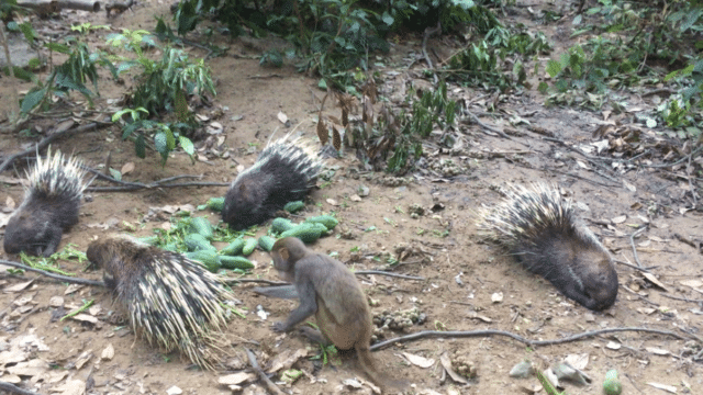 Monkey versus porcupines in the Semi-wild Enclosure in Phong Nha Botanical Gardens, Vietnam