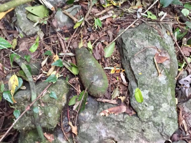 Old bombshell in Phong Nha-Ke Bang National Park,Vietnam