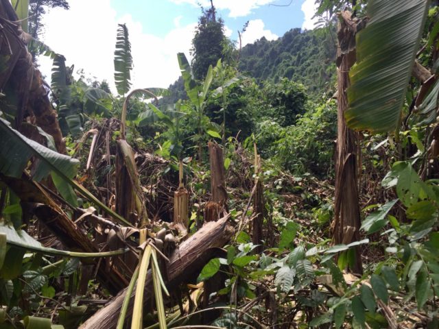 Typhoon flattened Banana Valley in Phong Nha-ke Bang national Park, Vietnam