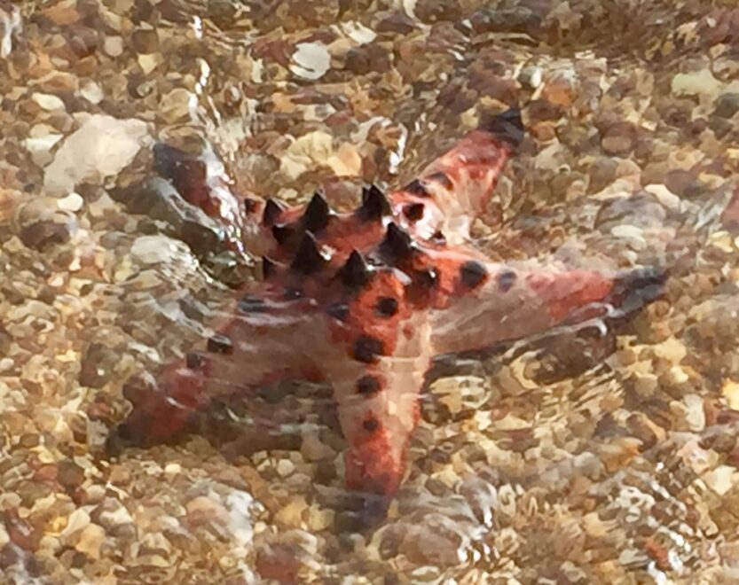 Giant Starfish on Koh Tonsay - Rabbit island near Kep, Cambodia