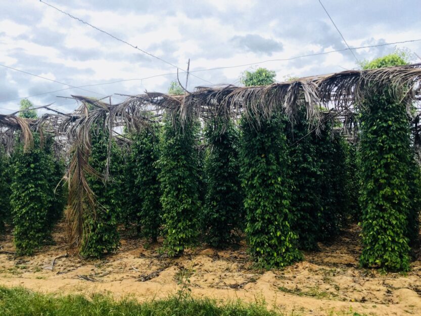 Pepper Plants at La Plantation near Kampot, Cambodia