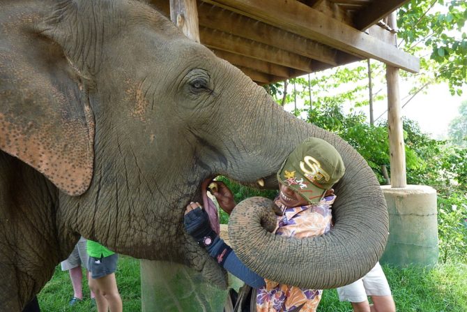 Mahout and Elephant in Thailand