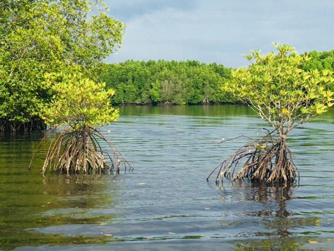 Mangroves near Koh Kong in Cambodia