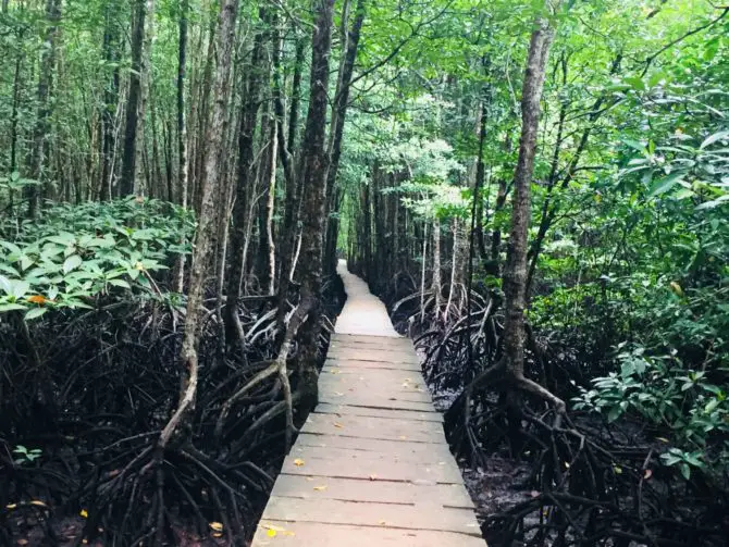 Peam Krasaop Mangroves near Koh Kong in Cambodia