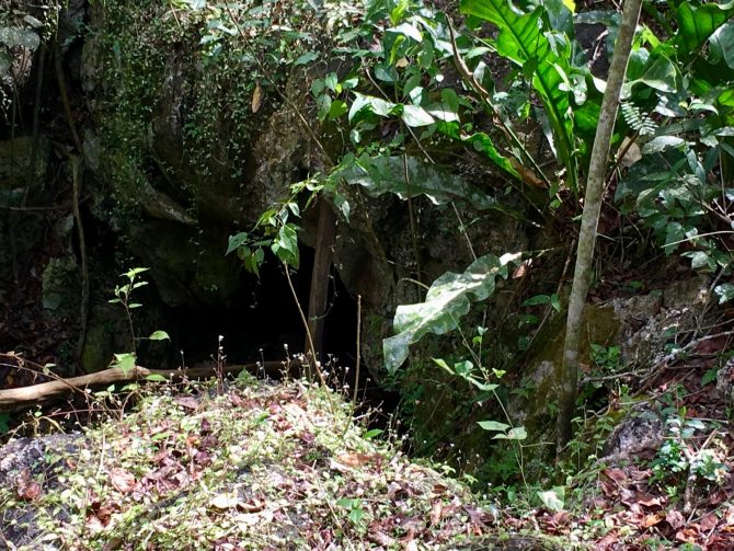 Bird Nest Fern on Jungle Walk at Choj Ha Cenote in Mexico