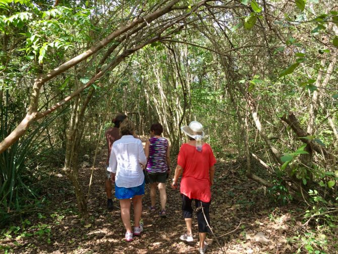 Jungle Walk at Choo Ha Cenote on Mayan Experience Tour with Layla Guesthouse