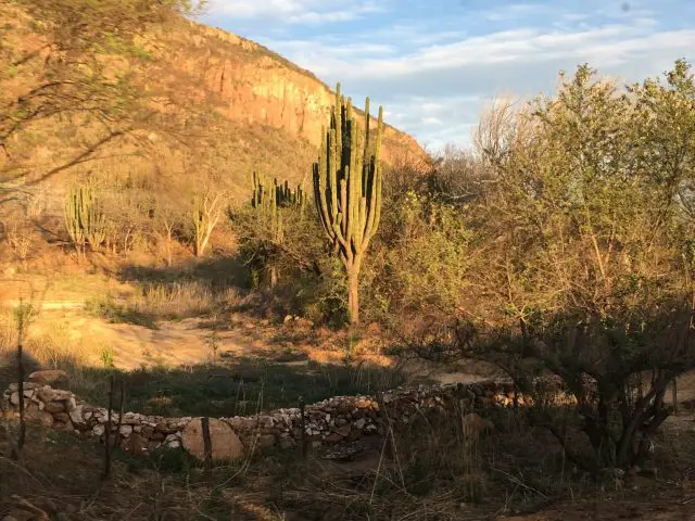 Giant Cacti in Copper Canyon, Mexico
