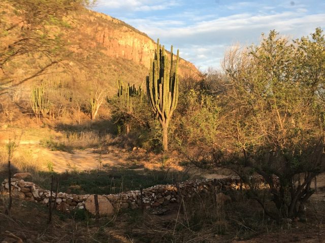 Giant Cacti in Copper Canyon, Mexico Giant Cacti in Copper Canyon, Mexico