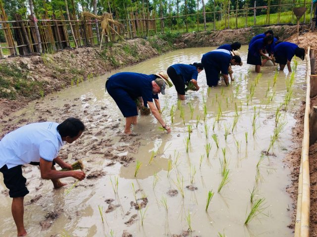 Planting Rice at Khao Kun Mae Organic Farm