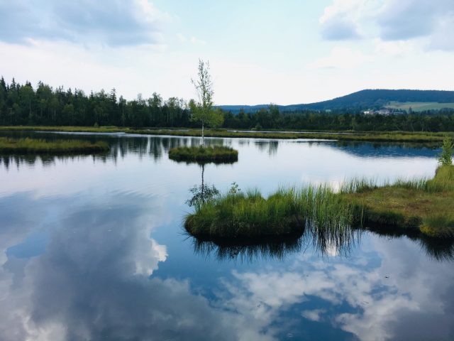 Chalupska Slat Peat Bog Sumava National Park