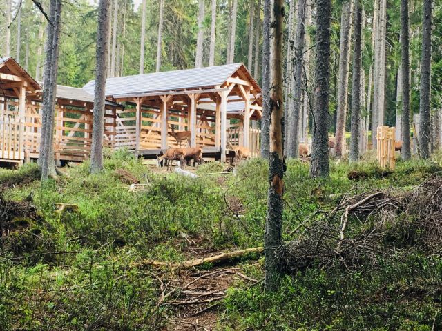 Deer at Kvilda Visitor Centre in Sumava National Park