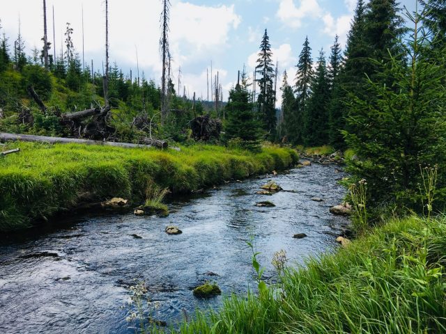 River in Sumava National Park, Czech Republic