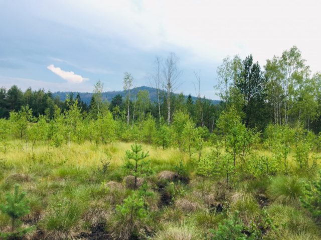 Soumarske Raseliniste Peat Bog in Sumava National Park